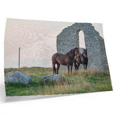 Decorative canvas print The contrast of ruins and horses in the greenery