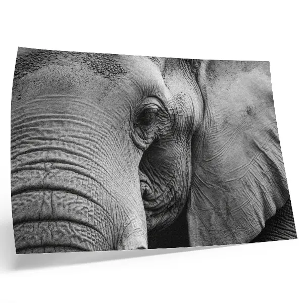 Elephant poster minimalist monochrome detail art print