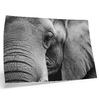 Elephant poster minimalist monochrome detail art print