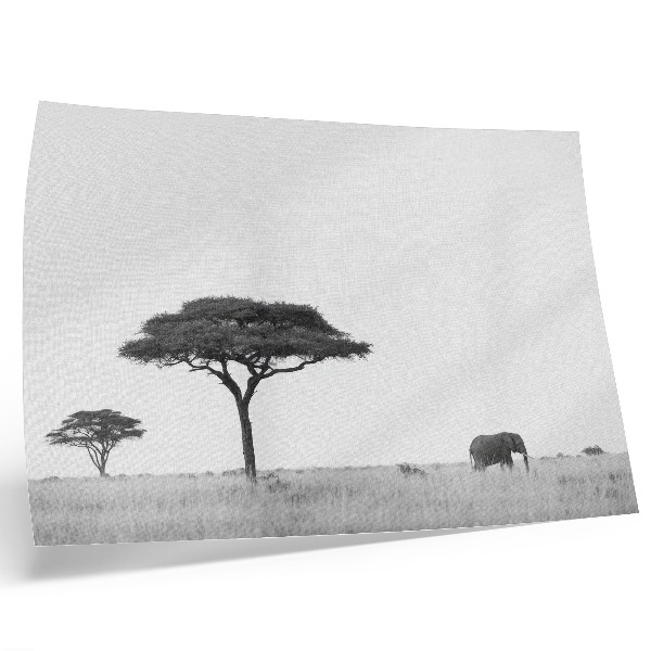 Photo canvas Elephant and acacias on the savannah in a subtle range