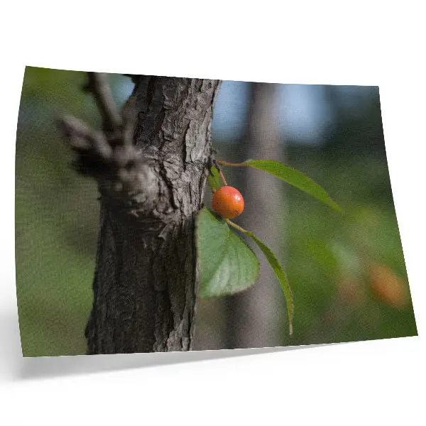 Orange fruit green leaves brown bark poster orange fruit with green leaves and brown bark