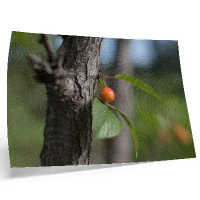 Orange fruit green leaves brown bark poster orange fruit with green leaves and brown bark
