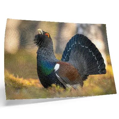 Photo canvas beautiful bird in the forest with spread tail feathers