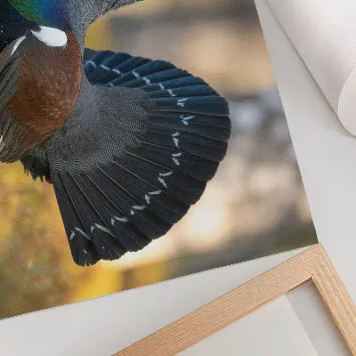 Photo canvas beautiful bird in the forest with spread tail feathers