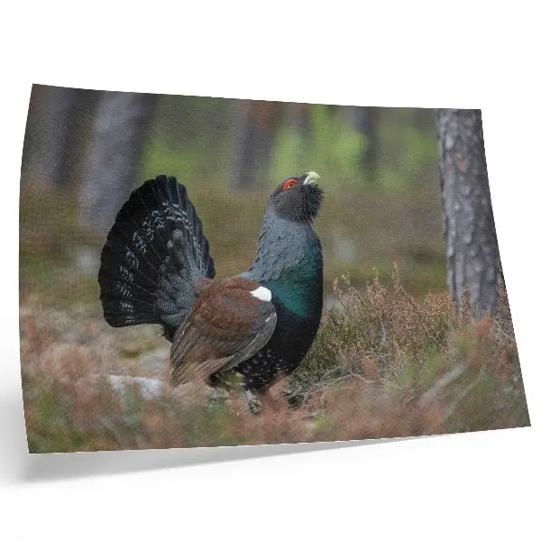 Poster bird colors in a peaceful forest atmosphere