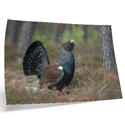 Poster bird colors in a peaceful forest atmosphere