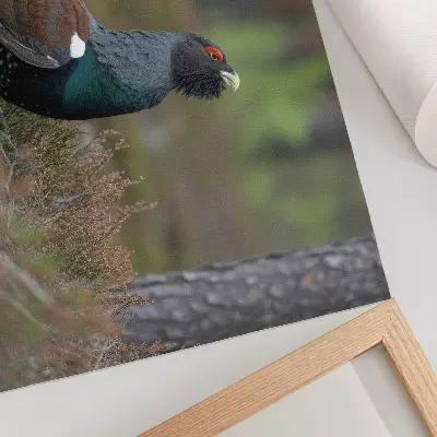 Poster bird colors in a peaceful forest atmosphere