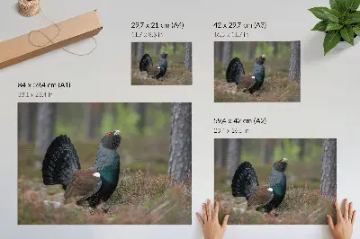 Poster bird colors in a peaceful forest atmosphere