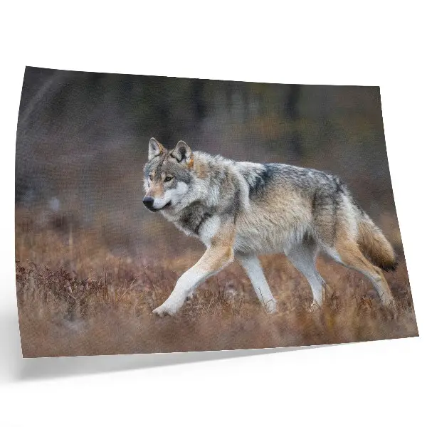 Decorative canvas print featuring a wolf in motion within a wild landscape