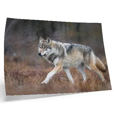 Decorative canvas print featuring a wolf in motion within a wild landscape