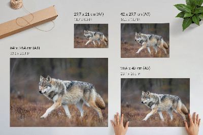 Decorative canvas print Wolf in motion wild landscape nature