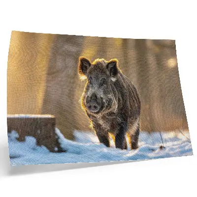 Decorative canvas print a wild boar in a winter forest with sunlight