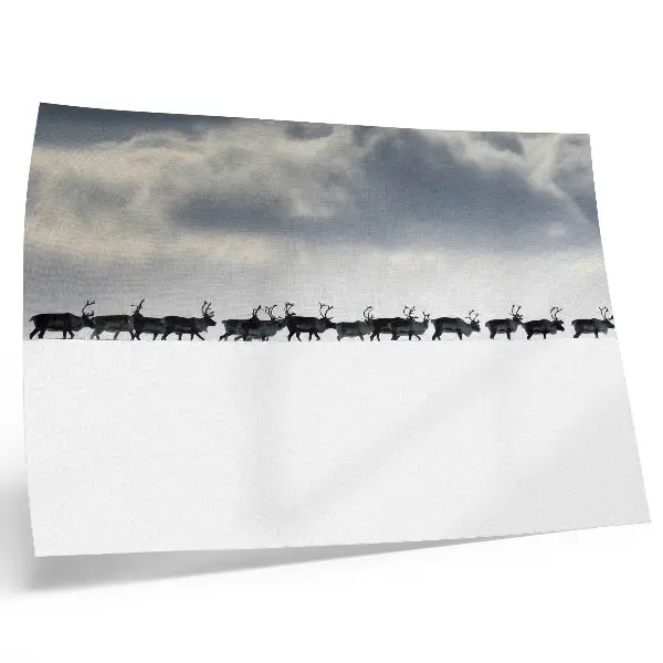 Poster reindeer in the snow with silence and space