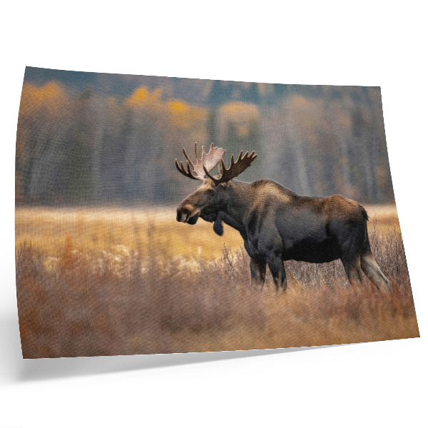 Decorative canvas print moose in an autumn landscape depicting wild nature