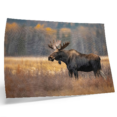 Decorative canvas print Moose autumn landscape harmony wildness nature