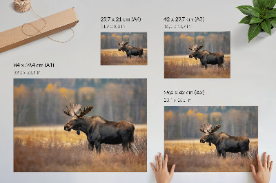 Decorative canvas print Moose autumn landscape harmony wildness nature
