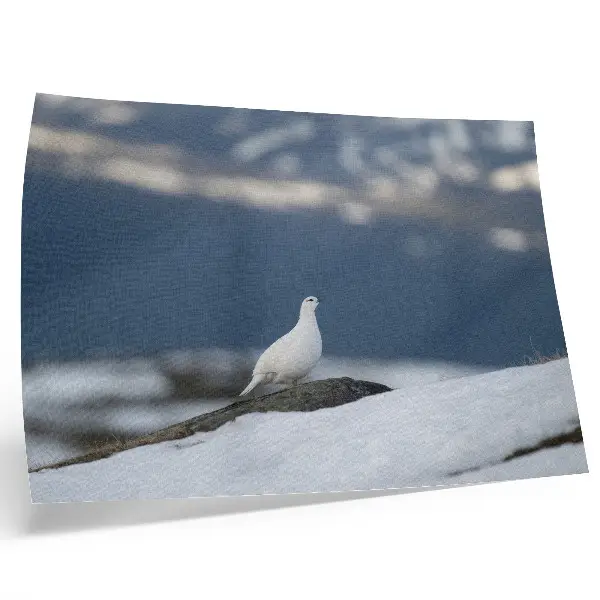 Decorative canvas print bird in the snow winter landscape scene