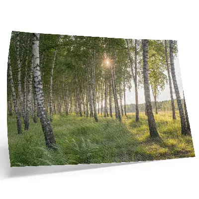 Decorative canvas print featuring a symmetrical birch forest with sun rays in green