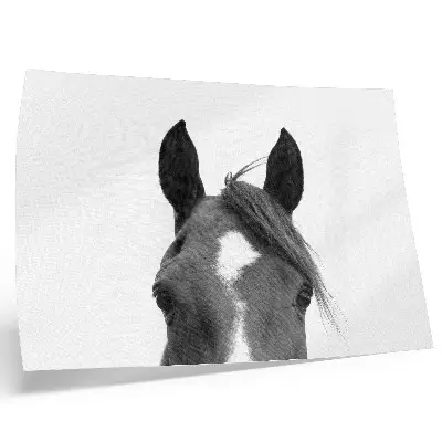 Horse Elegance Photography Poster black and white print
