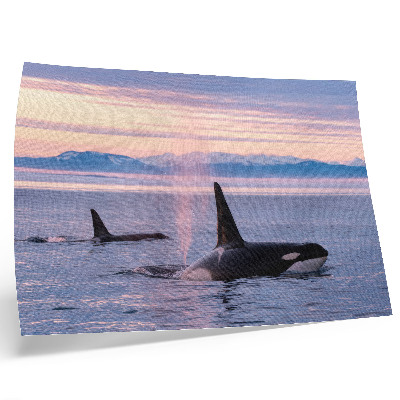 Photo canvas Killer whales against a pastel seascape