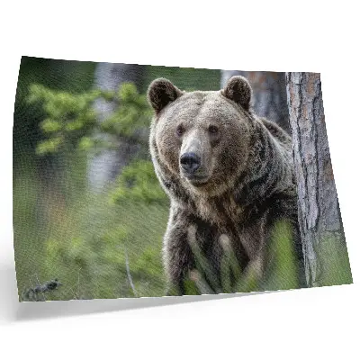Photo canvas a bear in a forest with natural charm