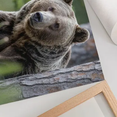 Photo canvas a bear in a forest with natural charm