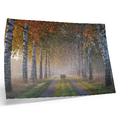 Poster symmetrical birches in a foggy autumn alley