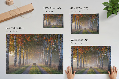 Poster Symmetrical birches, foggy light, autumn alley