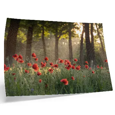 Photo canvas red poppies in a sunlit green forest