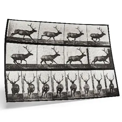Animal Locomotion Plate No. 695 (1887) by Eadweard Muybridge photographic poster