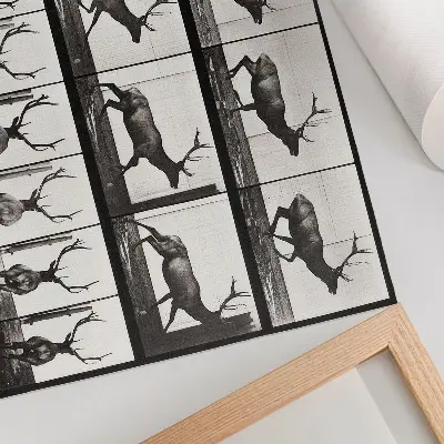 Animal Locomotion Plate No. 695 (1887) by Eadweard Muybridge photographic poster