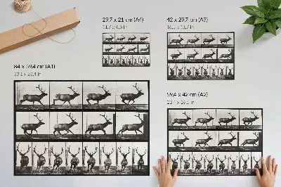 Animal Locomotion Plate No. 695 (1887) by Eadweard Muybridge photographic poster