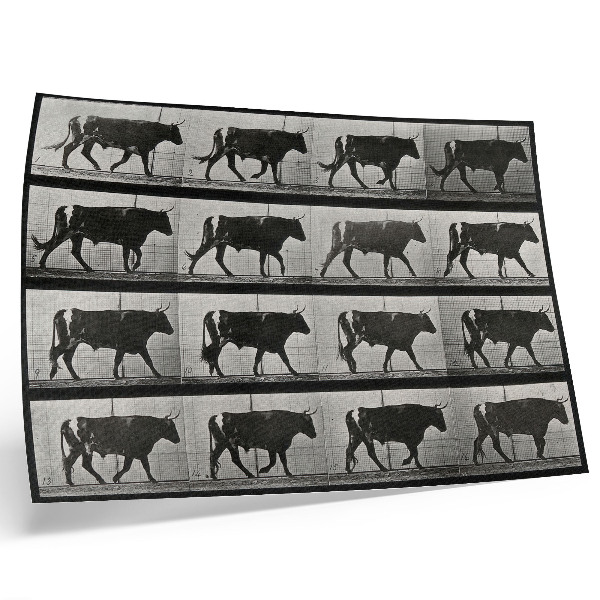Photo canvas A Bull on the March. Phototype after Eadweard Muybridge, 1887