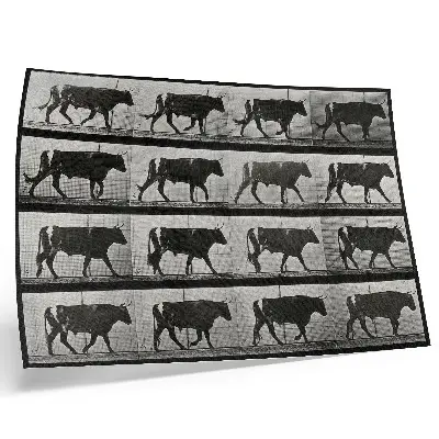 Photo canvas A Bull on the March by Eadweard Muybridge, 1887