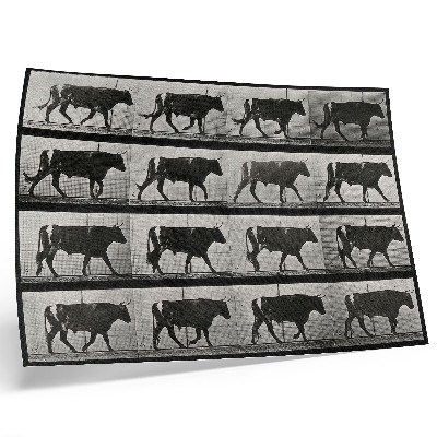 Photo canvas A Bull on the March. Phototype after Eadweard Muybridge, 1887