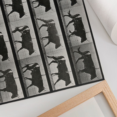 Photo canvas A Bull on the March. Phototype after Eadweard Muybridge, 1887