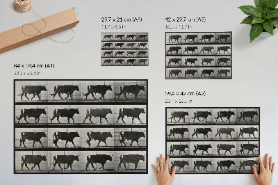Photo canvas A Bull on the March. Phototype after Eadweard Muybridge, 1887