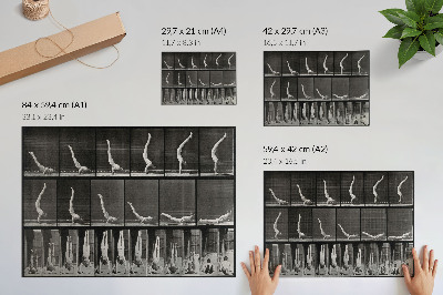 Decorative canvas print A man standing on his hands from a supine position. Phototype after Eadweard Muybridge, 1887.