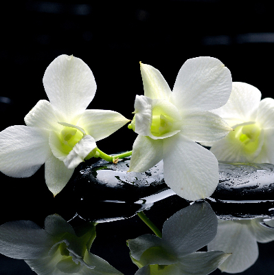 Modern roller blind Orchids and elegance