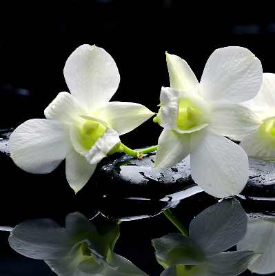 Modern roller blind Orchids and elegance