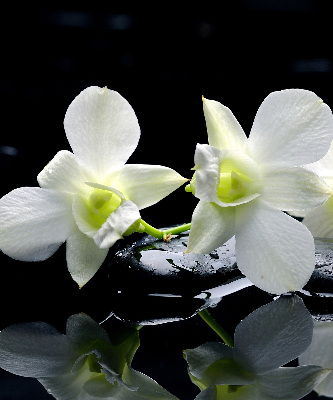 Modern roller blind Orchids and elegance