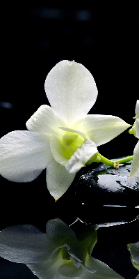 Modern roller blind Orchids and elegance