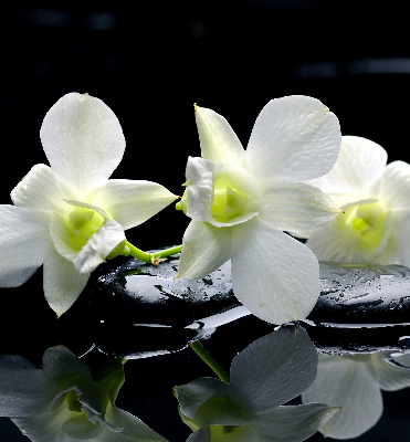 Modern roller blind Orchids and elegance