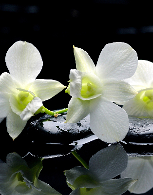 Modern roller blind Orchids and elegance