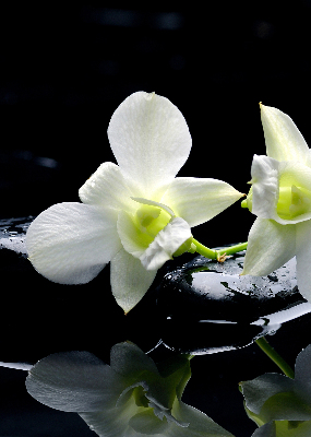 Modern roller blind Orchids and elegance
