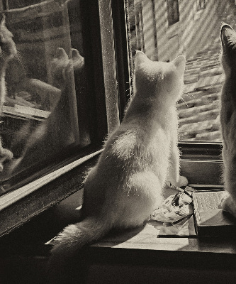 Fabric roller blind Cats in the window