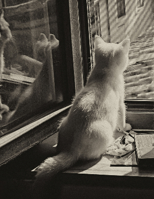Fabric roller blind Cats in the window