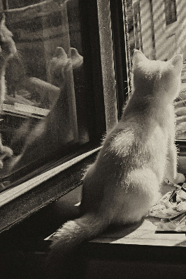 Fabric roller blind Cats in the window