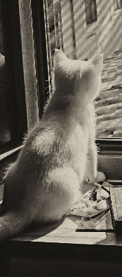 Fabric roller blind Cats in the window