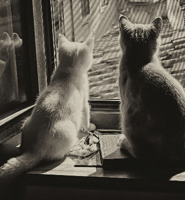 Fabric roller blind Cats in the window